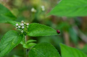 Photo blackjack casino